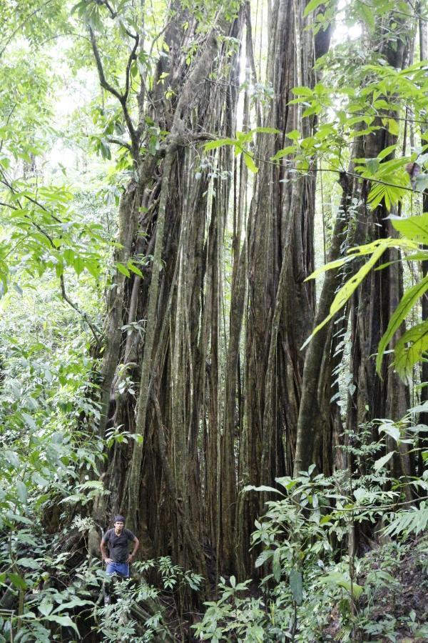 Finca Sueno De Osa Puerto Jimenez Luaran gambar