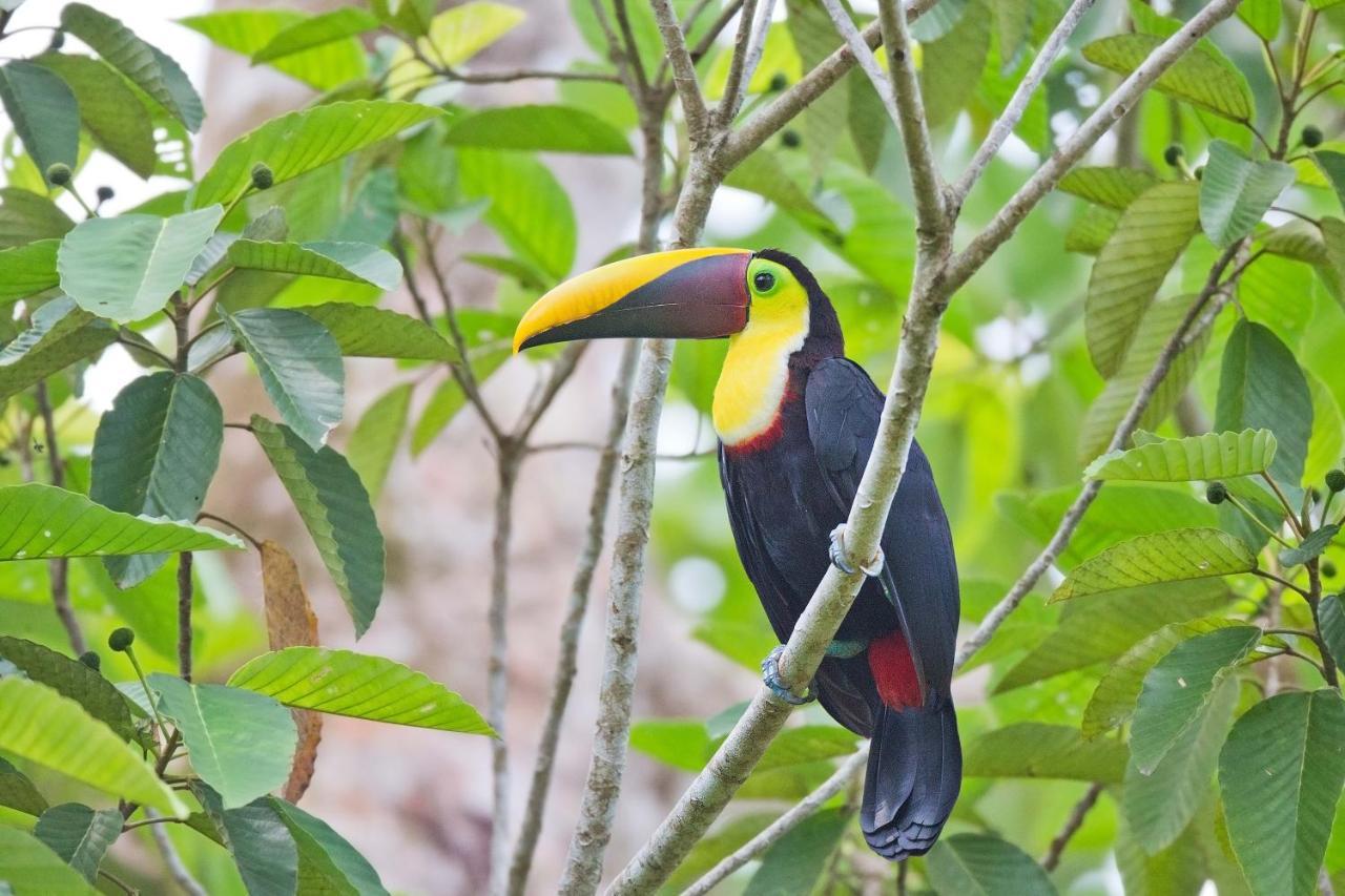 Finca Sueno De Osa Puerto Jimenez Luaran gambar